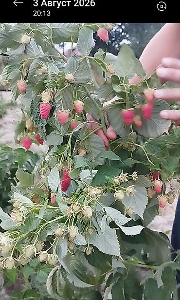 ош малина: Малина элита сорт! Полонез! чачырабайт цвет: яркорозовый вкус  — 2