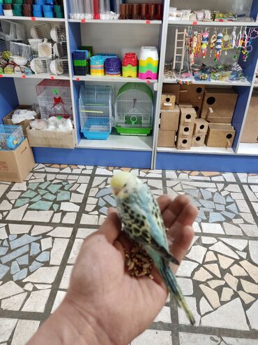 домашние попугаи корелла: Волнистые попугаи особо отличаются болтливостью довольно легко