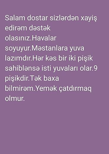 maine coon pişik: Pişiklər etibarlı əllərə sahibləndirilir.Təki isti yuvaları, yaxşı — 1