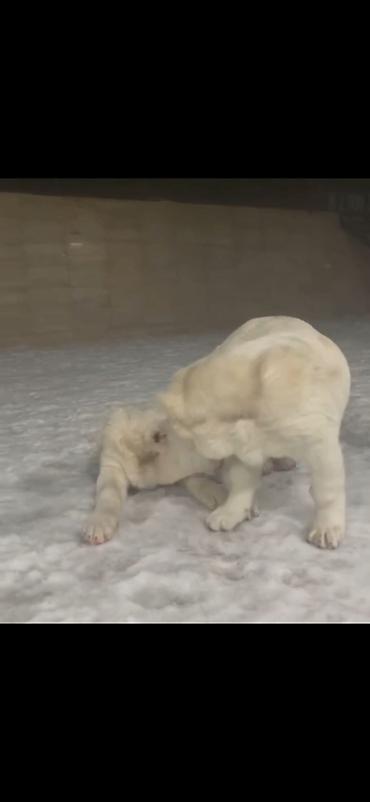 İtlər: Alabay — 7