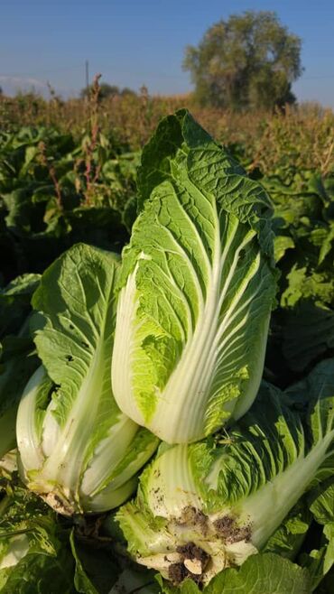 домашние манты: Капуста Пекинская