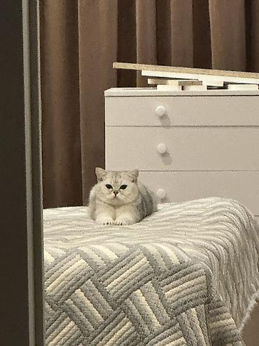 сливы пантера котедж: Шотландская вислоухая кошка (окрас серебристый шиншилла) - Порода — 2