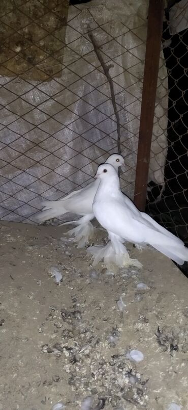 Птицы: Когучкон, голуби, кабутар — 9