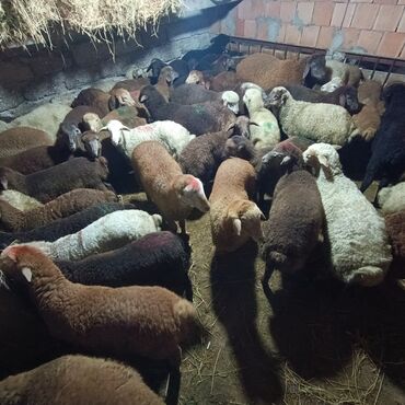 Qoyunlar, qoçlar: Salam aleyküm saxlamlıq quzularm var satram isdiyen0775431770 elaqe — 3