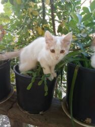 Pişiklər: Britan, Dişi, Yaxşı əllərə, Ünvandan götürmə, Pulsuz çatdırılma, Ödənişli çatdırılma -da lalafo.az — 5 Pişiklər: Britan, Dişi, Yaxşı əllərə, Ünvandan götürmə, Pulsuz çatdırılma, Ödənişli çatdırılma — 5