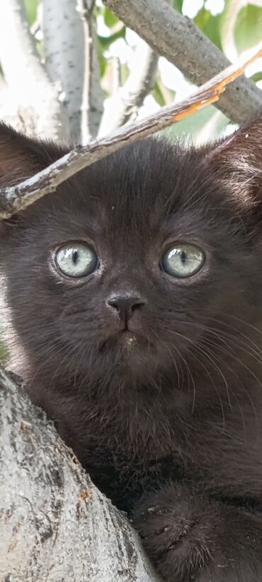 сколько стоит дворняга: Скотиш Страйт (Шотландская прямоухая), 2 месяца, Мальчик, Шоколадный, Приучена к лотку, Проглистована, С прививками