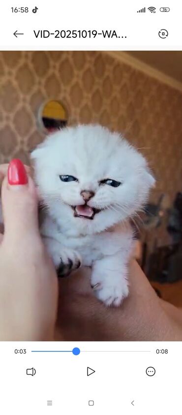 котик в добрые руки: Шиншилла, Самовывоз
