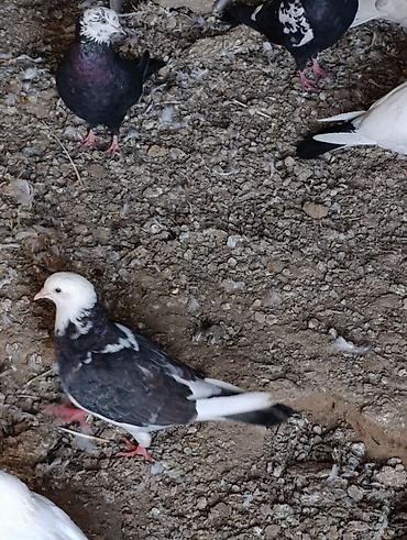 qaşqaldağ quşu: Ümumi 9 heyvan cəmi 50 AZN tək tək qiymət fərqlidir içində boynugullu — 5