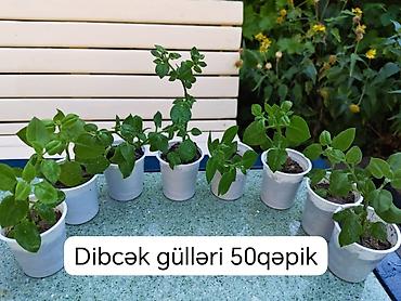 Dibçək gülləri – 50 qəpik - Kiçik ölçülü plastik dibçəklərdə sağlam