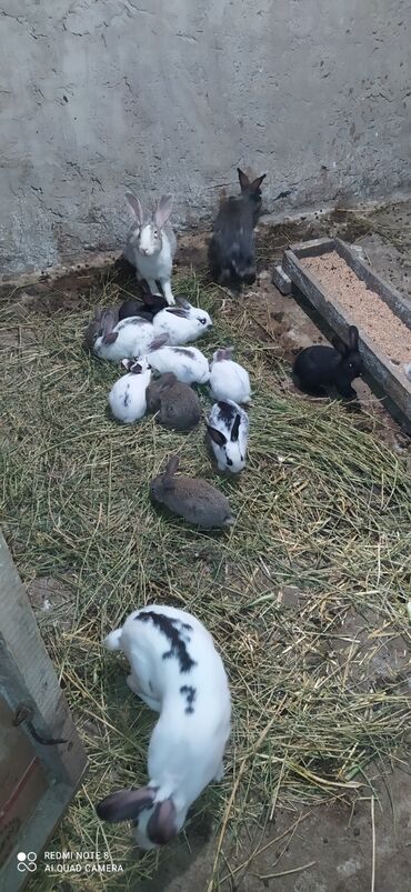 dovşan balalari: Salam Dovşan Balaları satılır 1 Aylıq Tam sağlam Balalar
