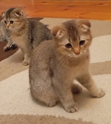 Pişiklər: Britan, Yaxşı əllərə — 18