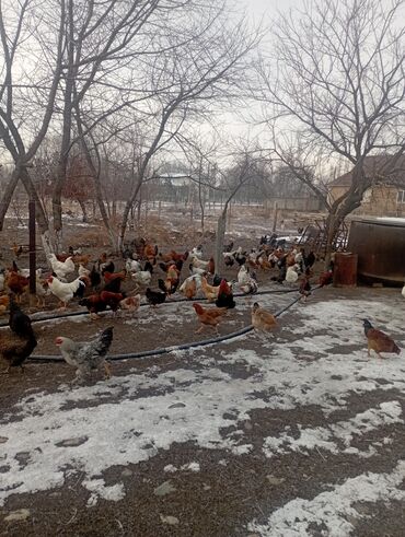 Куры, петухи: Продаю | Куры | Для разведения — 10