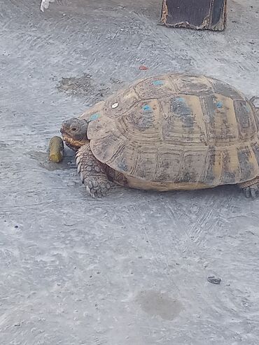 ingilis setteri it cinsinin digər adı: Boyuk saglam tısbaga