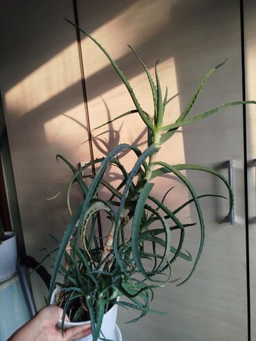 Другие комнатные растения: Другие комнатные растения — 8