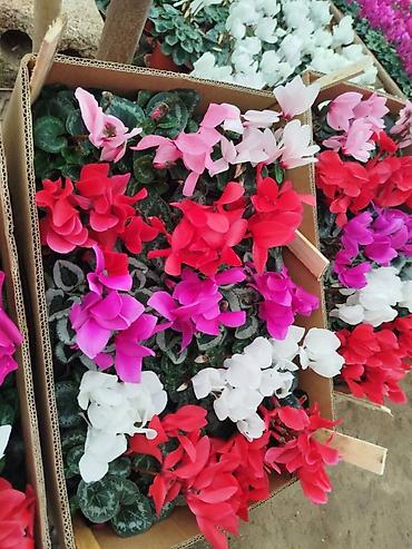 Фиалки и глоксинии: Продаю только оптом цветы из Узбекистана.глоксинии фикусы — 6