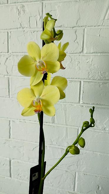 Орхидеи: Большой выбор сортовых орхидей. высота растений 70 см — 15
