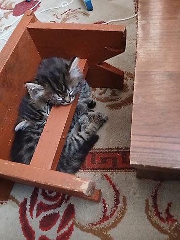 купить кошку в оше: Кошка даром: Беспородная, 2 месяца, Девочка, Приучена к лотку, Проглистована — 3