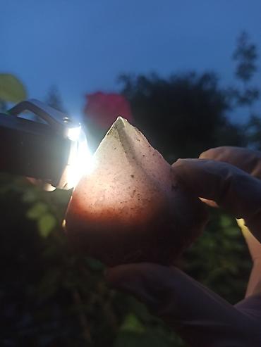 Qiymətli daşlar: Təbii YAQUT ( Ruby ) Daşı SATILIR 💎 Kolleksiya üçün Nadir Floresan ✨ — 2