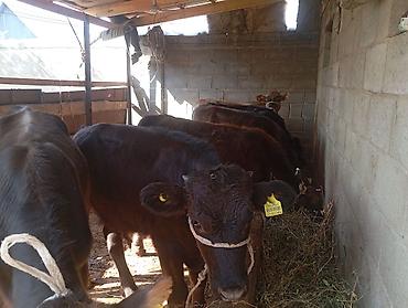 дойки ком: Продаю | Бык (самец) — 4
