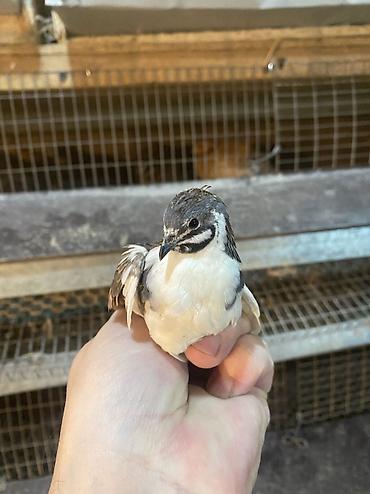 Другие с/х животные: Китайские расписные перепелки - Породы/окрасы: смешанные – тёмные — 24