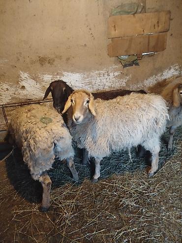 Баран, овца: Продаю | Ягненок | Полукровка | Для разведения | Матка — 1