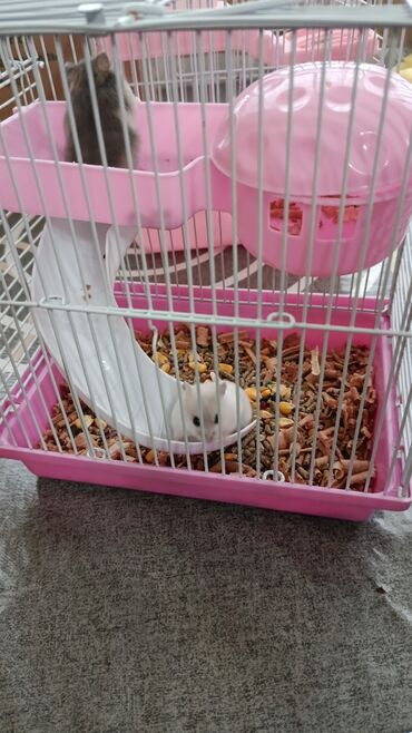 отдать котят в хорошие руки: Coox ağıllı və şirin hemsterler. ev hemsteridir. dükandan alınma ile