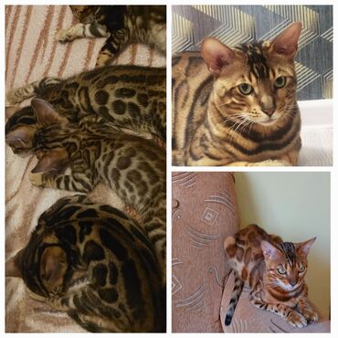 Коты: Продаём Бенгальских котят. Рожились 24.03.24. На фото отец, мать и