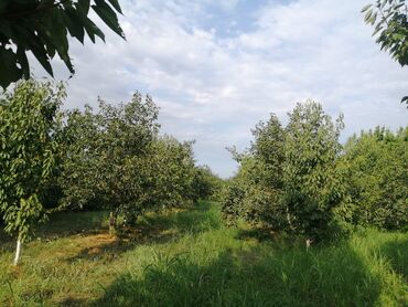 Torpaq sahələrinin satışı: 12 sot, Tikinti, Mülkiyyətçi, Kupça (Çıxarış) -da lalafo.az — 6 Torpaq sahələrinin satışı: 12 sot, Tikinti, Mülkiyyətçi, Kupça (Çıxarış) — 6