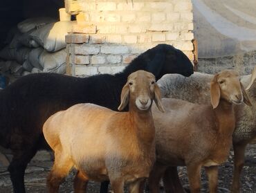 Бараны, овцы: Продаю | Овца (самка) | Арашан | Для разведения | Племенные — 6