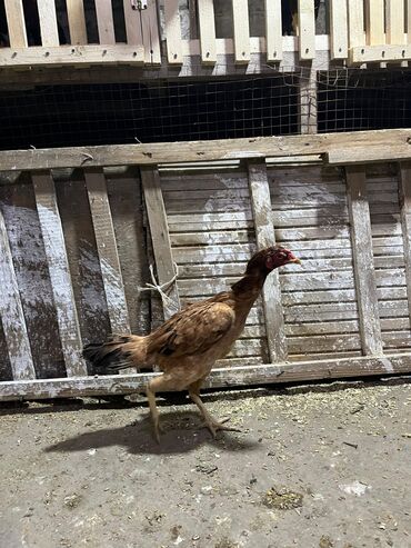 Toyuqlar: Toyuq, Damazlıq, Ünvandan götürmə -da lalafo.az — 7 Toyuqlar: Toyuq, Damazlıq, Ünvandan götürmə — 7