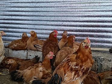 kend çolpaları: Təbii Qırmızı Sasso Çolpaları – Cəmi 12 AZN! 🐔 Tam sağlam, təbii — 5
