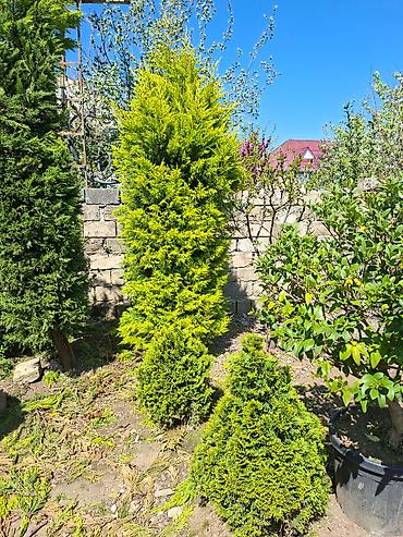 Ağaclar: Ağac, gullerin satişi — 13