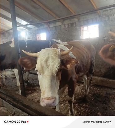 heyvan satisi: Simmental duye satilir. 3 aydı dogub. Boyuk Heyvan deyil . Hal hazirda — 2