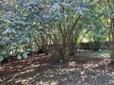 Bağ evlərinin satışı: Qax, 55 kv. m, 1 otaqlı, Qaz, İşıq, Su — 9