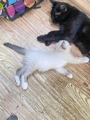 милые котята: Кошка даром: Бомбейская, 2 месяца, Девочка, Метис, Приучена к лотку — 1