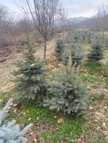 Декоративные деревья: Саженцы деревьев: Ели — 2