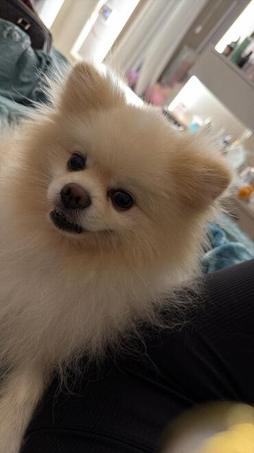 сколько стоит собака чихуахуа: Шпиц