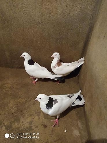 tap az pitbul: Ağ rəng üstünlük təşkil edən, boyun və qanad nahiyələrində qara və — 1