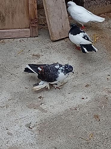 qizil qus: Cins: Bəzəkli göyərçin (saçsaqqallı/çüt pəncəli, lələkli pəncələr) — 3
