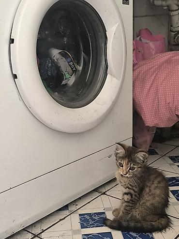 кошка скотиш: Шотландский котёнок (скоттиш страйт) с редким окрасом. девочка-2 — 2