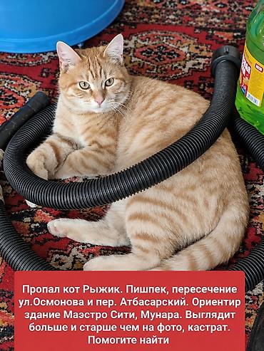 карликовые кошки: Пропала : Беспородная, Мальчик, Рыжий — 1