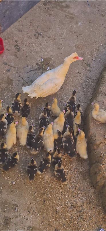 lal ördəklər: Salam Aleykum 1 Ana 30 Bala . Balalardan 15 denesi 1 ayliq Qalanlari — 3