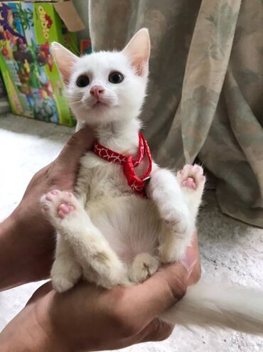 щенок в добрые руки в Азербайджан | Коты: Домашний котенок, мальчик 1 месяц, бесплатно в добрые руки