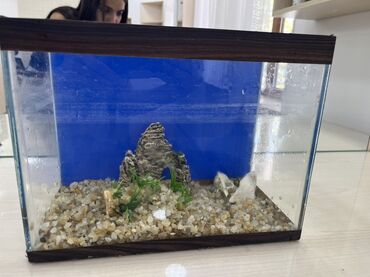 Akvarium aksessuar və ləvazimatları: Bu akvarium ev heyvanları üçün geniş yaşayış sahəsi təmin edən şüşə