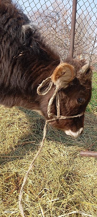 Коровы, быки: Продаю | Бык (самец) | Ангус — 1