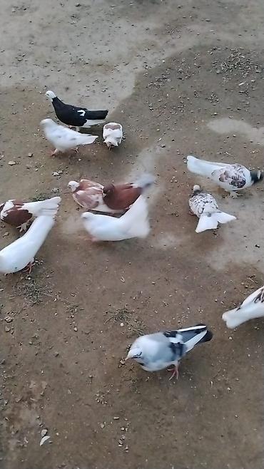 Salam aleykum unvan merdekan catdrlma ödenis olnarsa olar qiymetde lalafo.az -da Salam aleykum unvan merdekan catdrlma ödenis olnarsa olar qiymetde