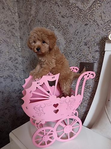 İtlər: Pudel, 2 ay, Dişi — 16