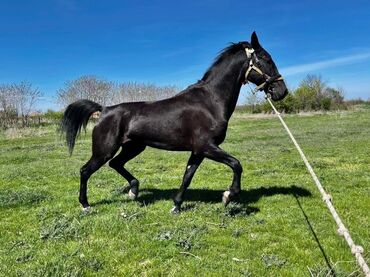 Domaće životinje: Na prodaju: crni konj, atletske građe i pravilnih nogu. - Tip — 1