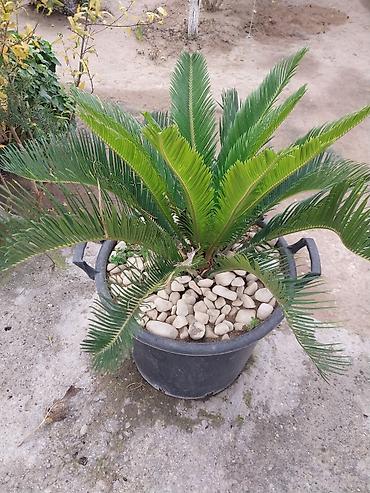 finiks palma: Saqo palmı (Cycas revoluta) – dekorativ qapalı/açıq məkan bitkisi • — 1