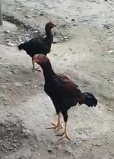 Xoruzlar: Xoruz, Heyratı, il: 1, Ödənişli çatdırılma — 26